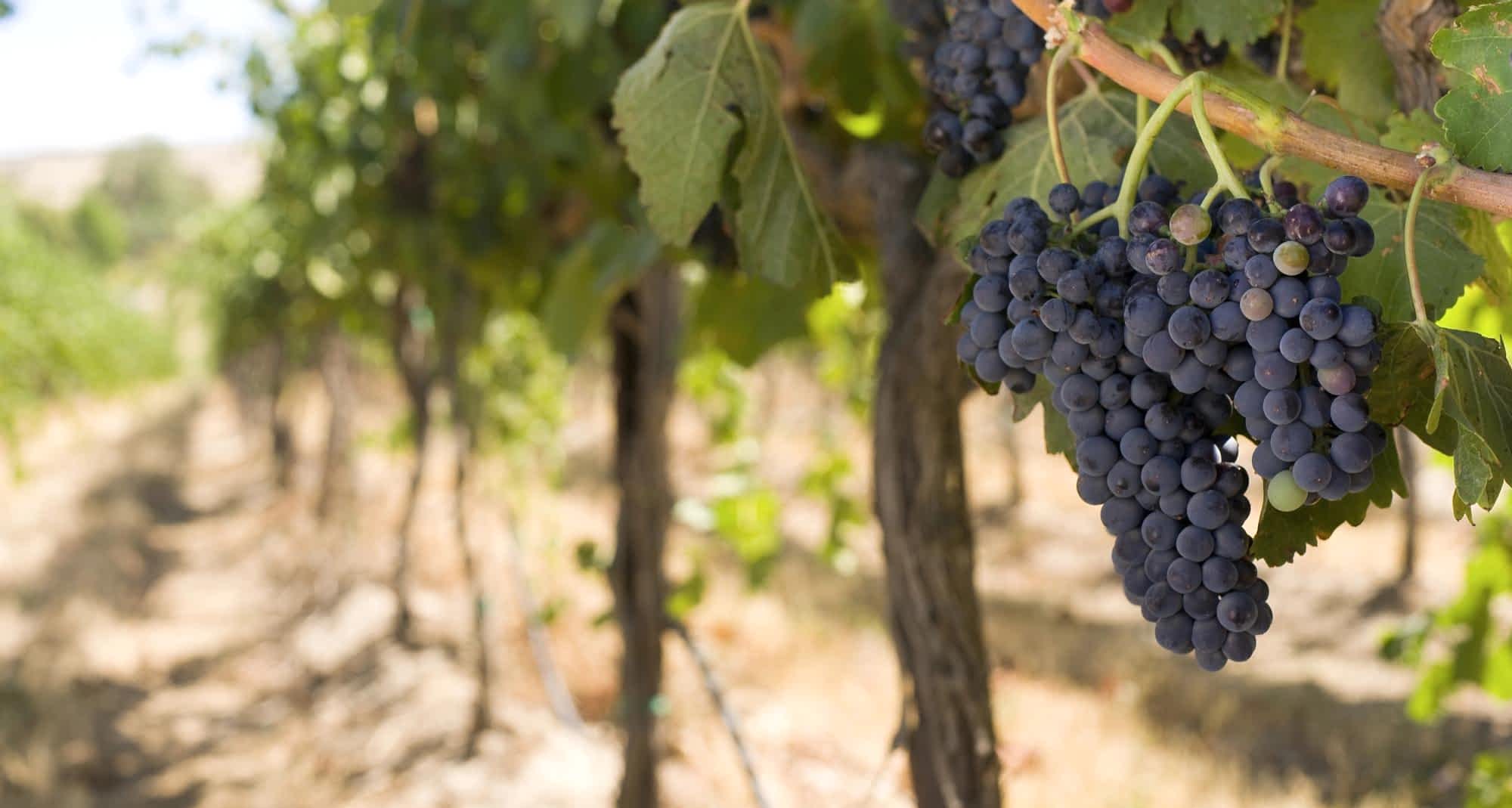 Grapevine